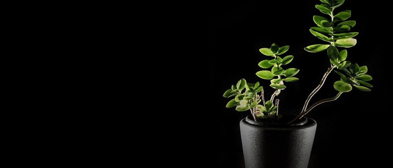 flower, plant, orchid-610405.jpg