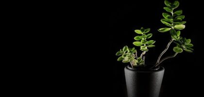 flower, plant, orchid-610405.jpg