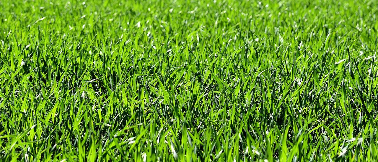 meadow, field, nature-2184989.jpg