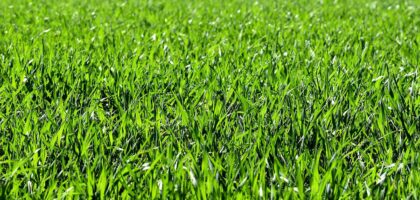 meadow, field, nature-2184989.jpg